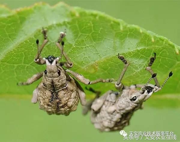 家用杀虫剂喷雾十大品牌,内吸性杀虫剂十大排行