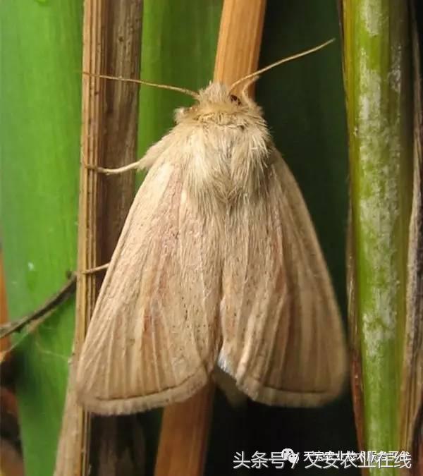 十大类杀虫剂详解不容错过,十大类型杀虫剂