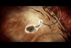 子宫日记解密生命孕育全过程,子宫日记央视纪录片