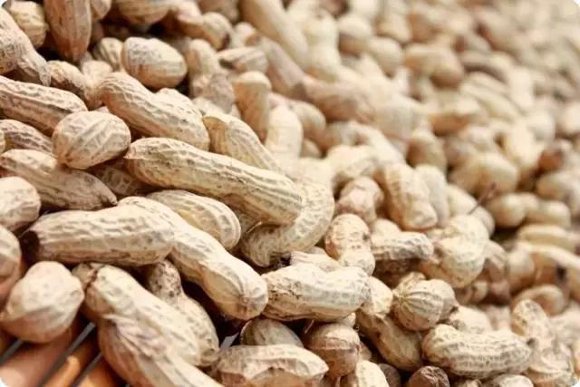 地里刚拔的花生,地里拔出来的新鲜花生吃了好吗