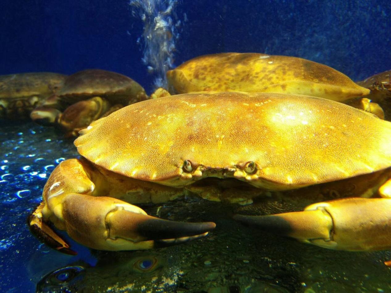 南京苏宁广场仙林什么时候开业,南京徐庄苏宁易购广场