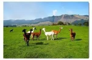 澳大利亚的保健品吃了有问题吗,澳洲的保健品公认全球最佳