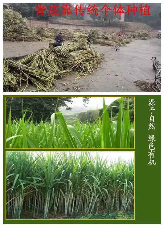 教你如何辨别真红糖,正宗红糖辨别方法