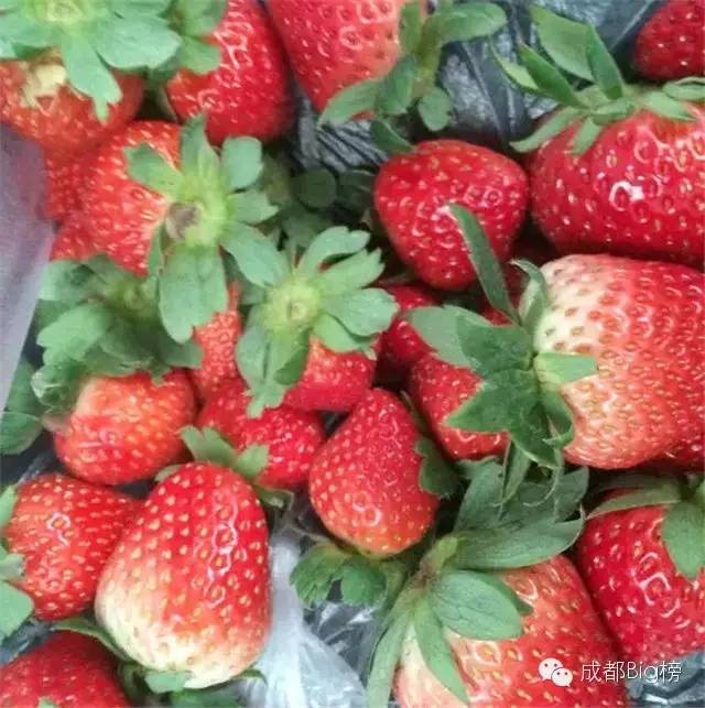 一个用味道留住你的草莓采摘园,52个新鲜草莓