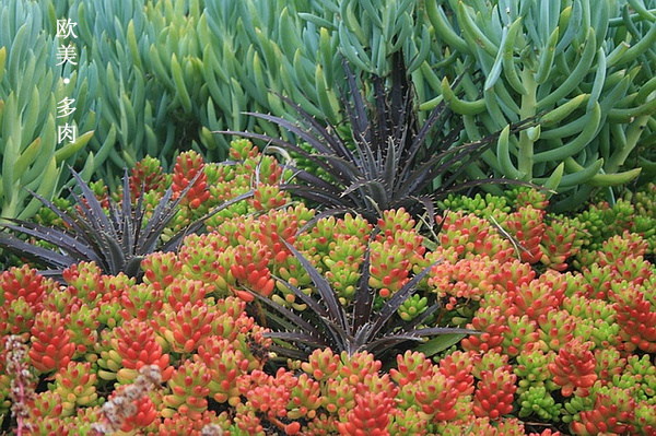 多肉张狂起来,狂野型多肉