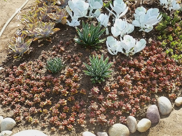 多肉张狂起来,狂野型多肉
