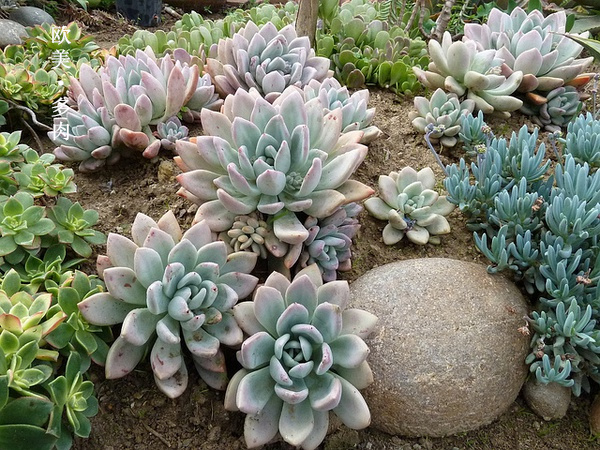 多肉张狂起来,狂野型多肉