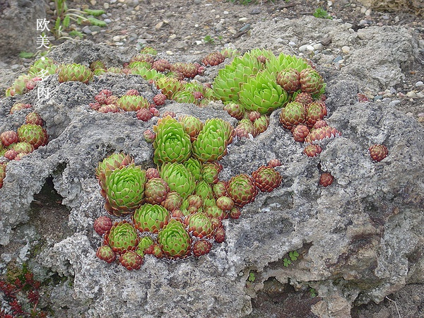多肉张狂起来,狂野型多肉