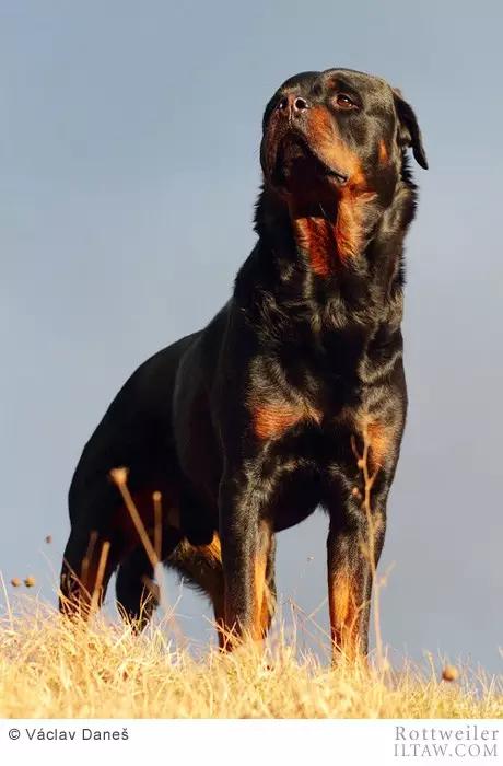 赛罗的宠物罗威纳犬,罗威纳犬犬种