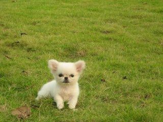 狗狗得了犬瘟热是什么症状,狗狗犬瘟热什么症状要怎么治疗