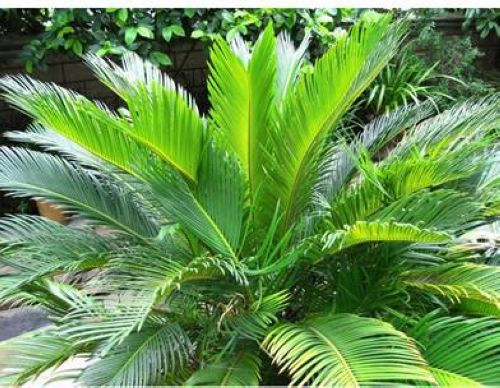 苏铁树的养护方法,苏铁盆栽如何栽培和养护