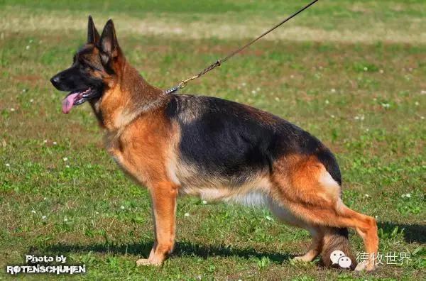 原创|德牧名犬：超越一切，无需说明欧门