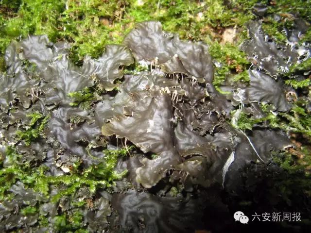 六安最新“野菜宝典”7种野菜，13种时令蔬菜，你都认识吗？