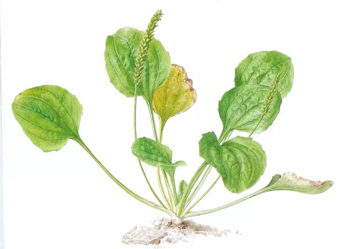 常见野菜吃法做法大全,常见野菜种类吃法