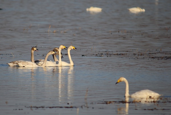 白石水库看天鹅最佳位置导航,白石水库看天鹅2020