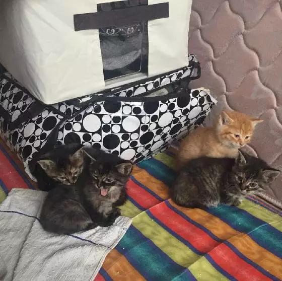 上海市领养流浪动物的地方在哪里,上海市领养小猫的地方