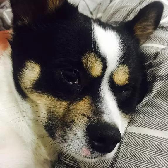 「3月上海领养」给流浪的它们一个温暖的家！