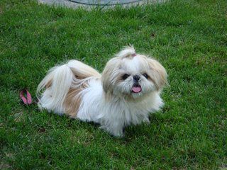 狗狗得了犬瘟热是什么症状,狗狗犬瘟热什么症状要怎么治疗