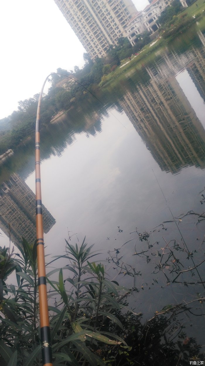 锦鲤迎春鱼跃龙门,锦鲤观赏鱼鸿运当头