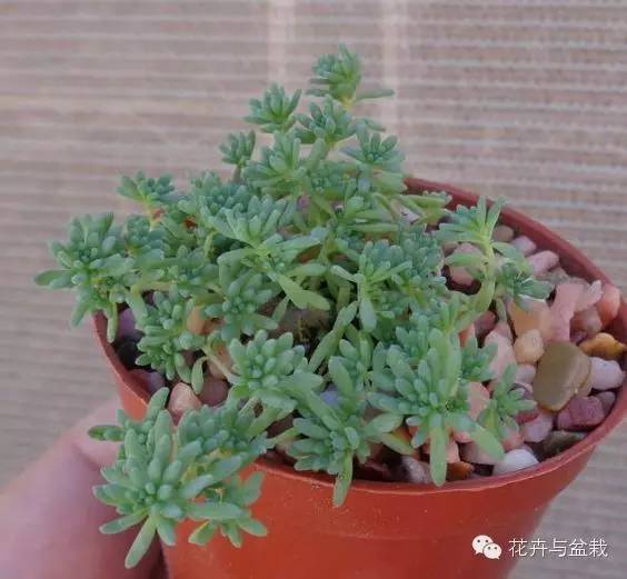 旋叶姬星美人大盆,姬星美人多肉