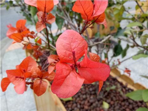 oppor9自拍测试,oppor9性能