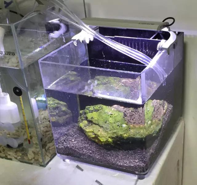 开缸的日记,开缸日记小鱼缸