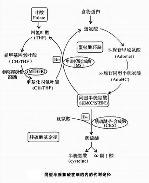 同型半胱氨酸是独立健康指标,同型半胱氨酸孕妇指标5.9正常吗