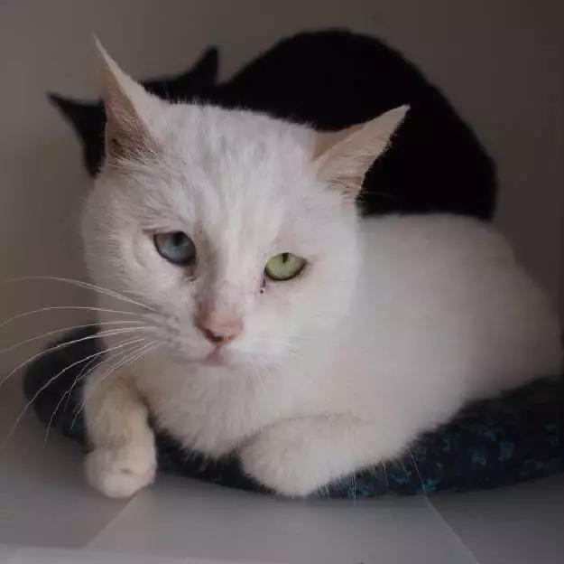 2022上海宠物领养中心官网,上海宠物领养日申请领养概率