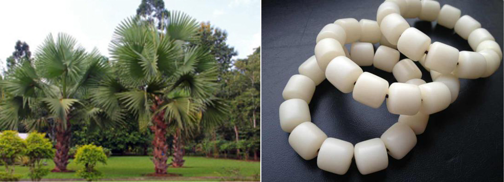 菩提子是菩提树的果实,正宗菩提树菩提子原籽