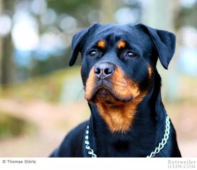 赛罗的宠物罗威纳犬,罗威纳犬犬种