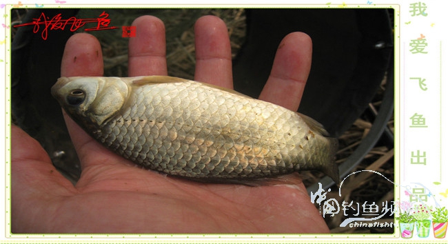 2016之我爱飞鱼觅得好钓点