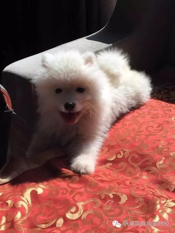 一只特立独行的萨摩,一只呆萌的哈巴狗