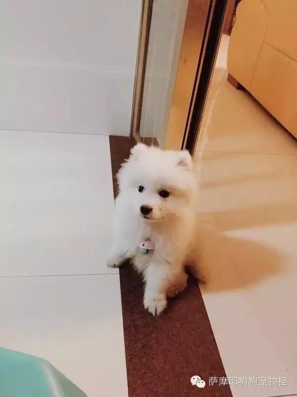 一只特立独行的萨摩,一只呆萌的哈巴狗