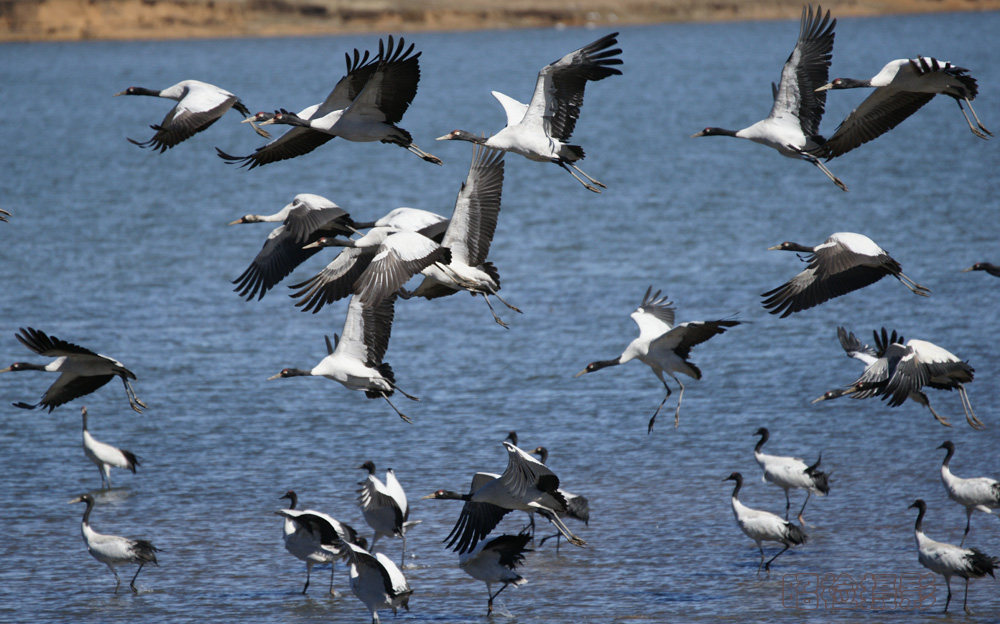 国内十大国宝动物,中国动物界的国宝