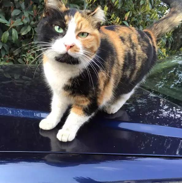 「3月上海领养」给流浪的它们一个温暖的家！