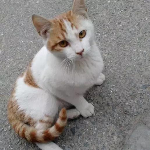 「3月上海领养」给流浪的它们一个温暖的家！