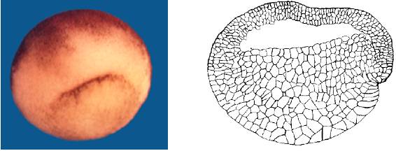 饶毅华大基因,饶毅和饶兵