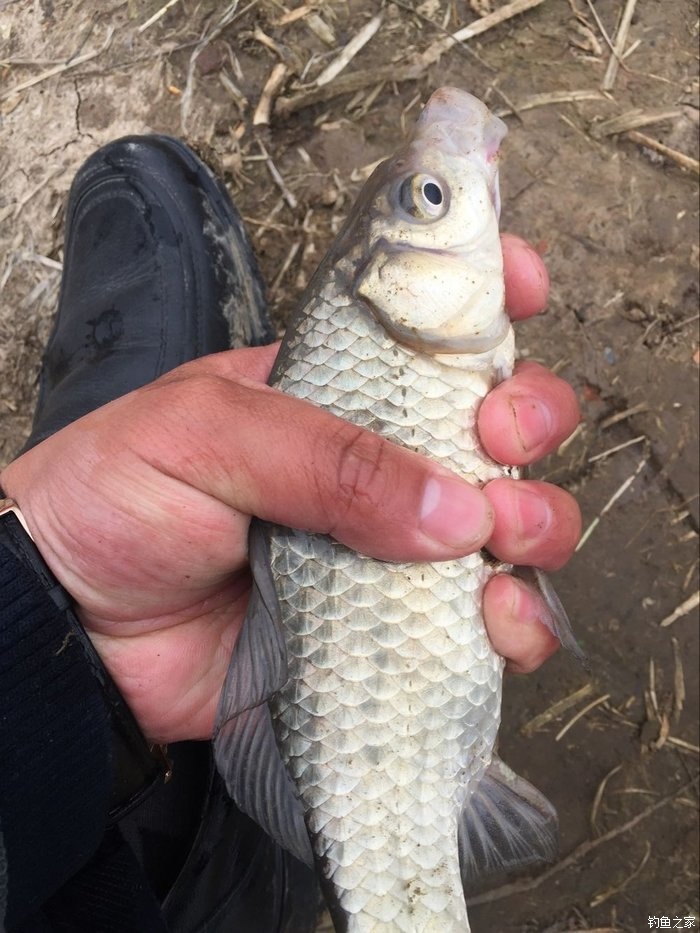 春天钓鲫鱼,春天钓黑坑新鱼