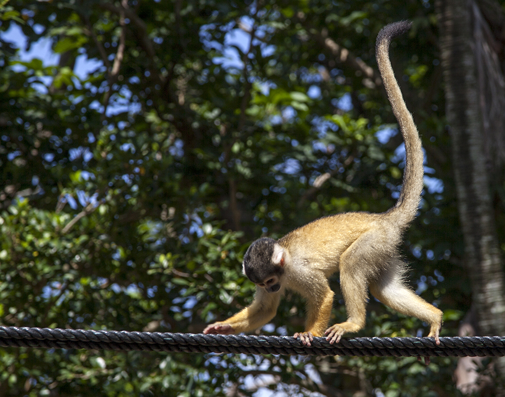 日本喜欢泡温泉的动物,日本爱泡温泉的狗子