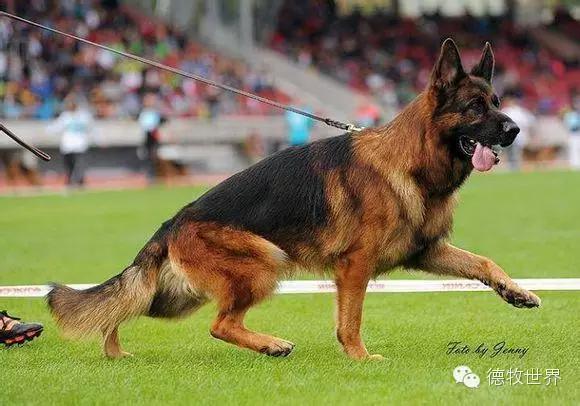 原创|德牧名犬：超越一切，无需说明欧门