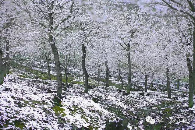 世界观赏樱花的3个地方,看樱花了吗