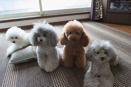 狗狗容易拉肚子怎么调理,狗狗频繁拉肚子怎么解决