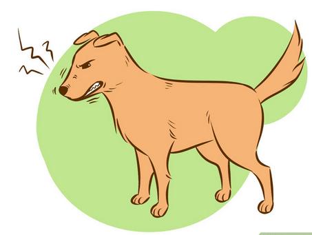 如何让陌生的狗狗喜欢自己,如何让刚到家的狗狗和自己亲近