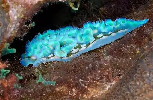 海兔教程,原神海兔全图鉴