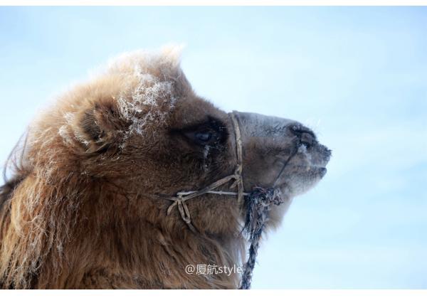 牧马少年歌曲完整版,牧马少年草原