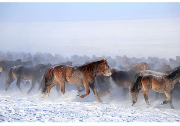牧马少年歌曲完整版,牧马少年草原