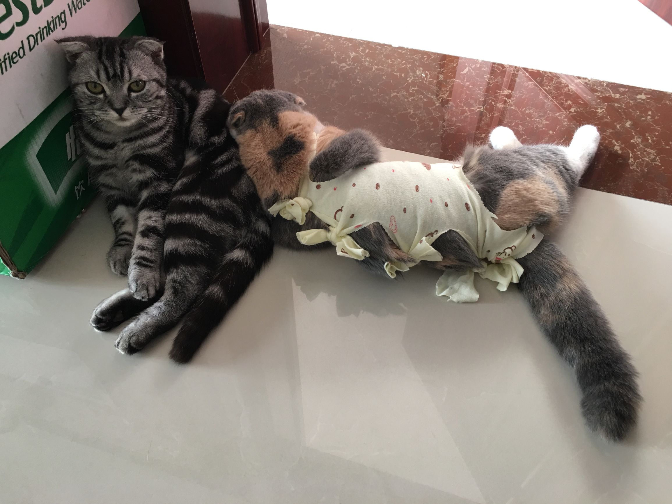 家里养了两只猫是什么体验,养两只猫一公一母好还是两公好