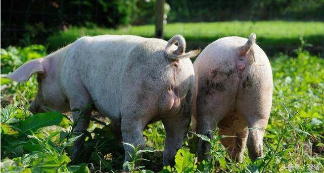 母猪头胎难产掏了还能用吗,为什么母猪头胎配杜洛克容易难产