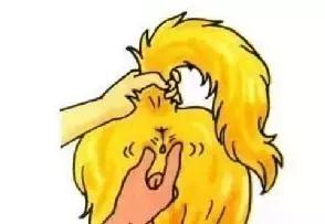 猫狗“有味”从何来?你不得不知的宠物臭味来源