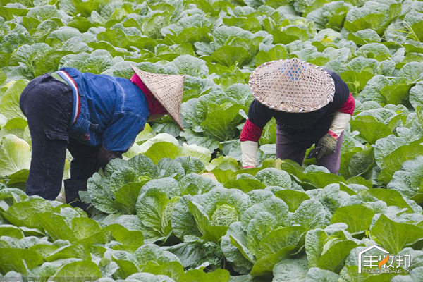 种植白菜心怎么管理,防治白菜萝卜病虫害哪个药好